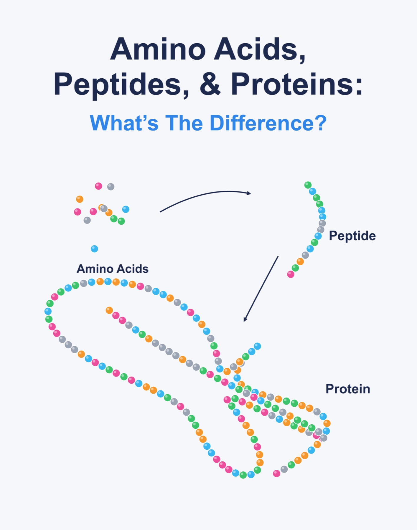 Diagrama que compara aminoácidos, péptidos y proteínas por tamaño y estructura