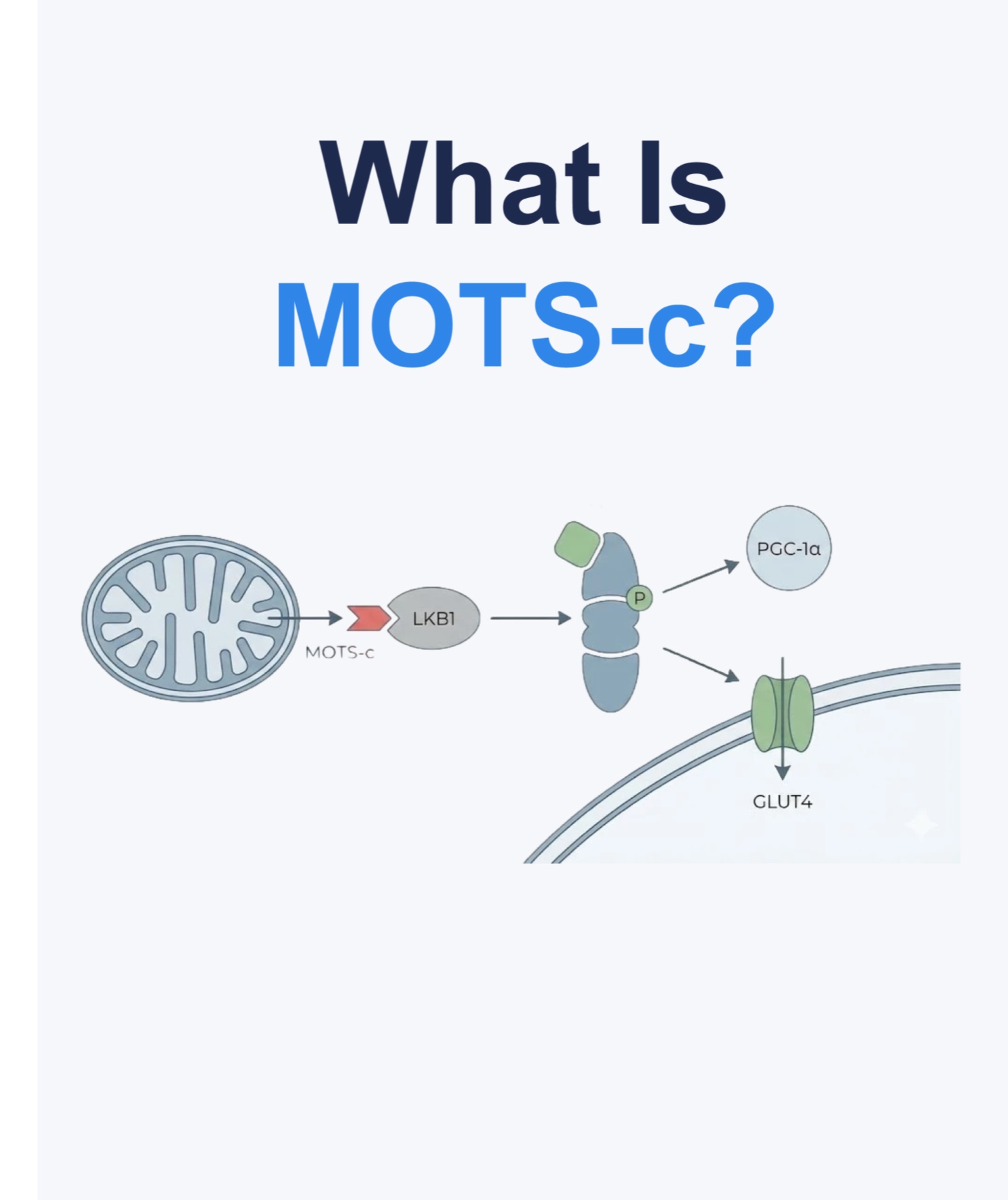 MOTS-c mitochondrial-derived peptide studied in metabolism and aging research